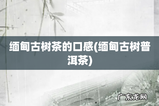 缅甸古树普洱茶 缅甸古树茶的口感