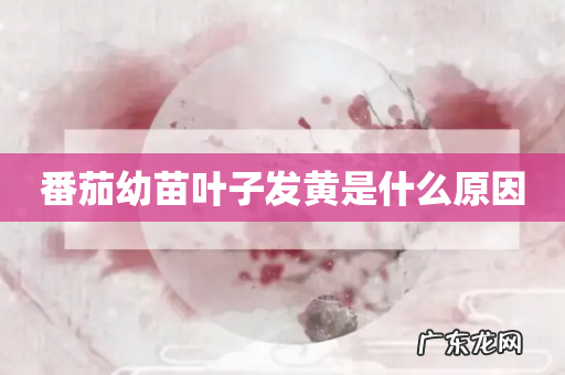 番茄幼苗叶子发黄是什么原因