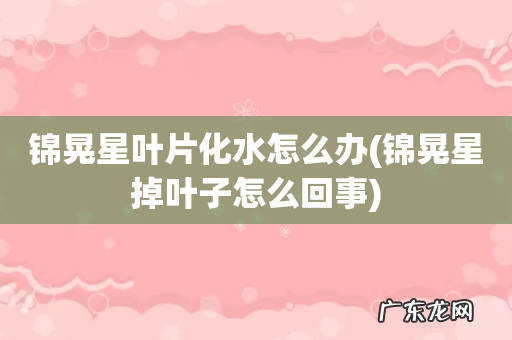 锦晃星掉叶子怎么回事 锦晃星叶片化水怎么办