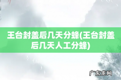 王台封盖后几天人工分蜂 王台封盖后几天分蜂