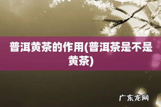 普洱茶是不是黄茶 普洱黄茶的作用