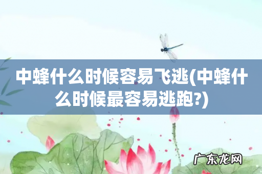 中蜂什么时候最容易逃跑? 中蜂什么时候容易飞逃