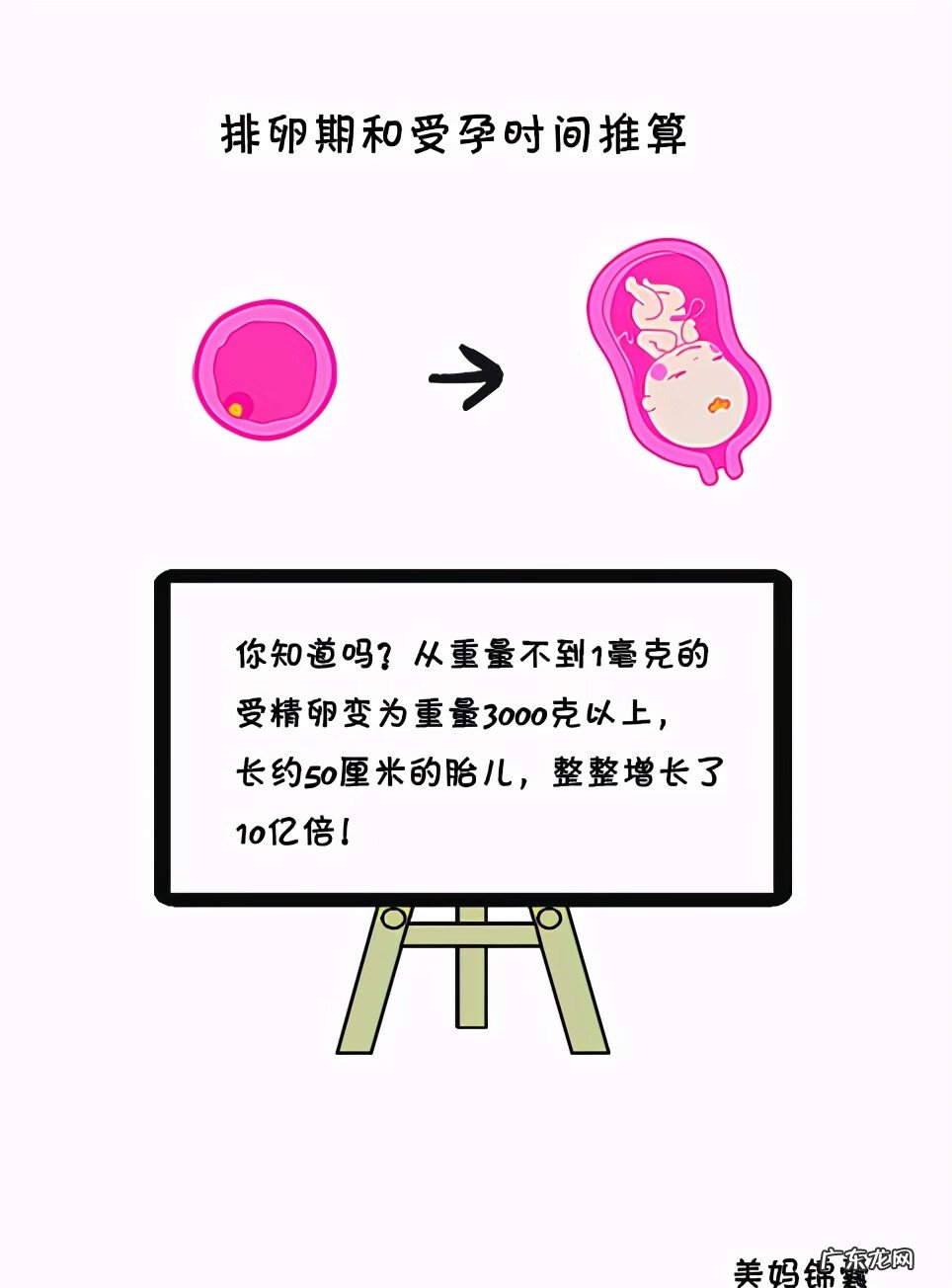 生理周期计算方法