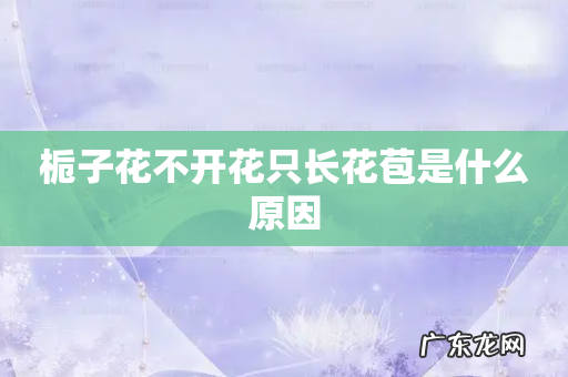 栀子花不开花只长花苞是什么原因