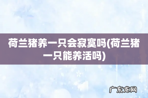 荷兰猪一只能养活吗 荷兰猪养一只会寂寞吗