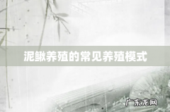 泥鳅养殖的常见养殖模式