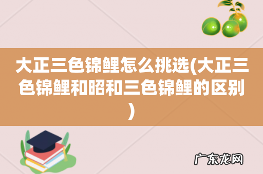 大正三色锦鲤和昭和三色锦鲤的区别 大正三色锦鲤怎么挑选