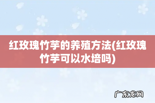 红玫瑰竹芋可以水培吗 红玫瑰竹芋的养殖方法