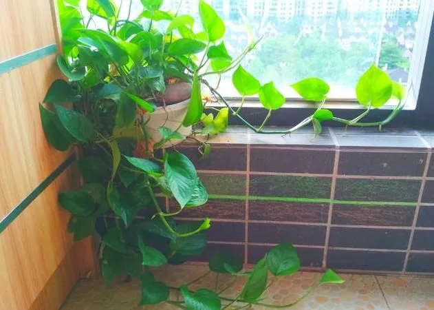 绿萝风水禁忌 都说绿萝影响风水