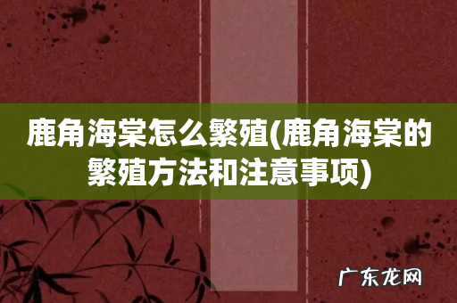 鹿角海棠的繁殖方法和注意事项 鹿角海棠怎么繁殖