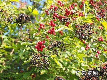 十大养胃抑制胃酸的水果 什么水果养胃效果最好