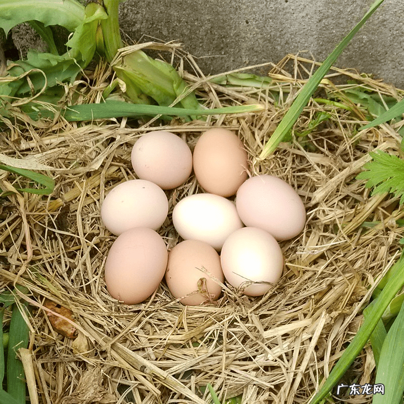 吃完鸡蛋后不能吃什么东西 鸡蛋和什么不能一起吃,为什么