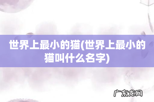 世界上最小的猫叫什么名字 世界上最小的猫