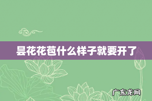 昙花花苞什么样子就要开了