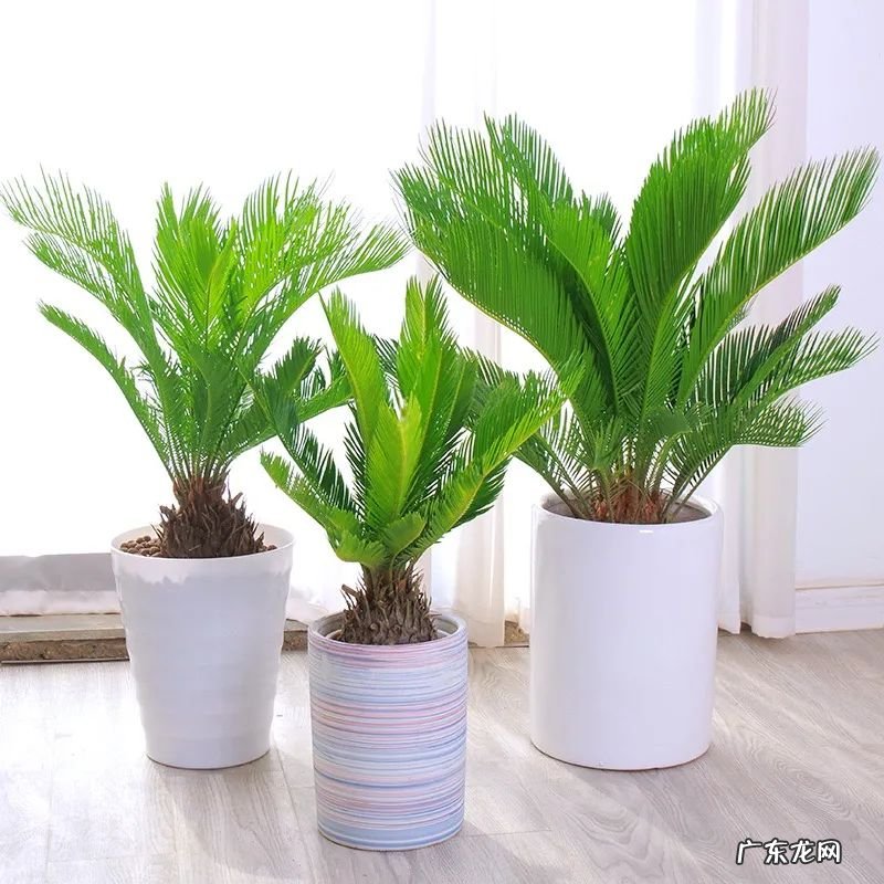 家中有铁树有什么风水说法 铁树的风水忌讳