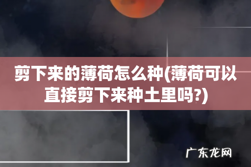 薄荷可以直接剪下来种土里吗? 剪下来的薄荷怎么种