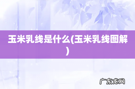 玉米乳线图解 玉米乳线是什么