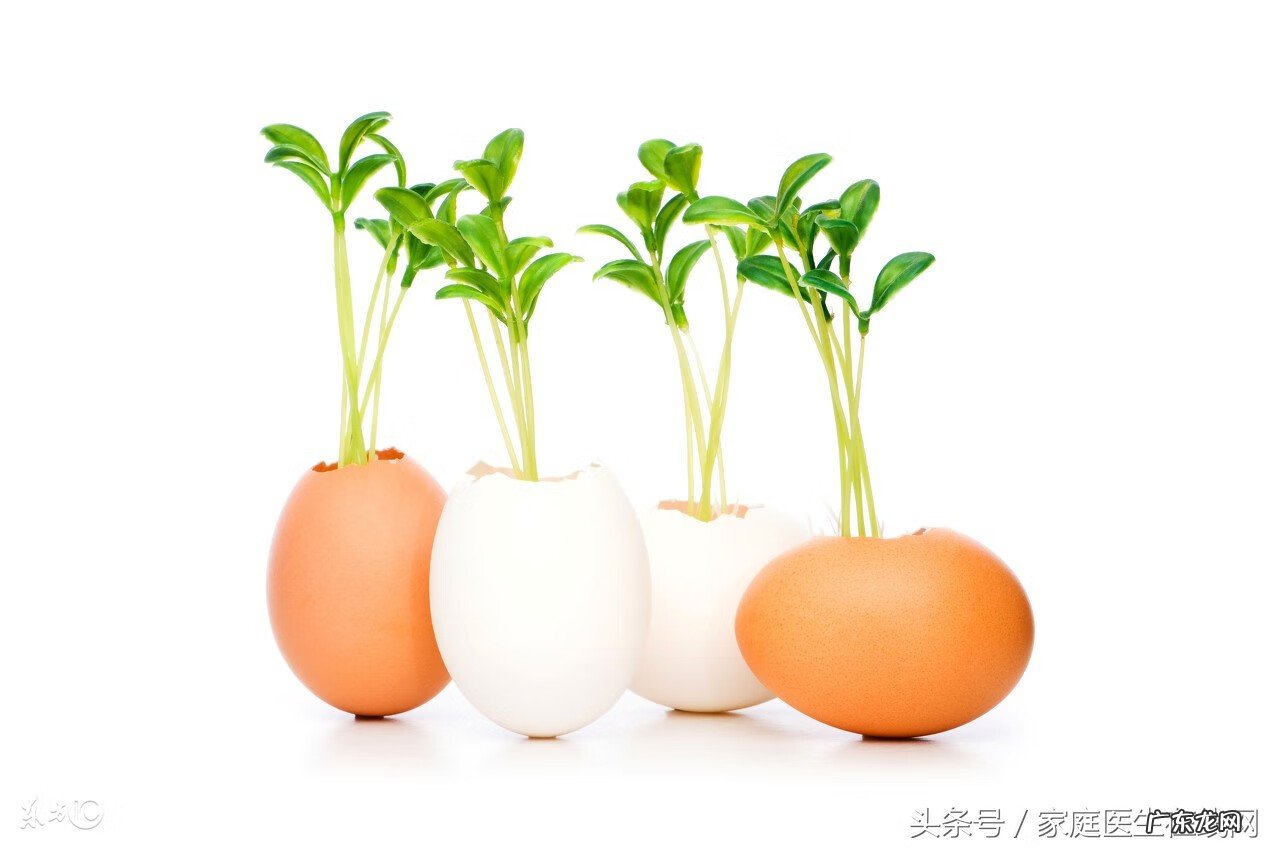 艾叶的主要功效 艾叶的作用与功效是什么