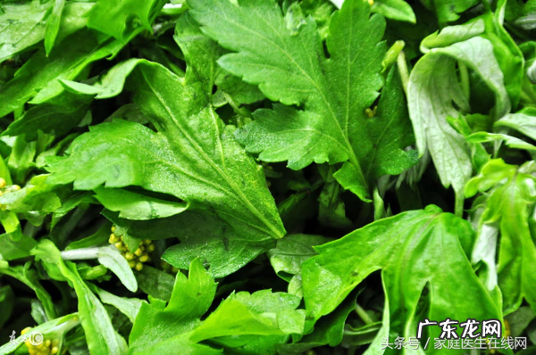 艾叶的主要功效 艾叶的作用与功效是什么