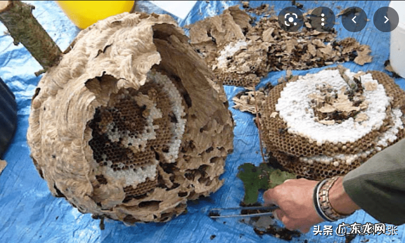 黄蜂建窝与风水的关系 黄蜂地村风水