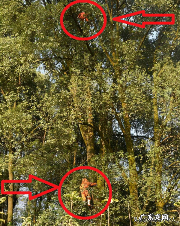 黄蜂建窝与风水的关系 黄蜂地村风水