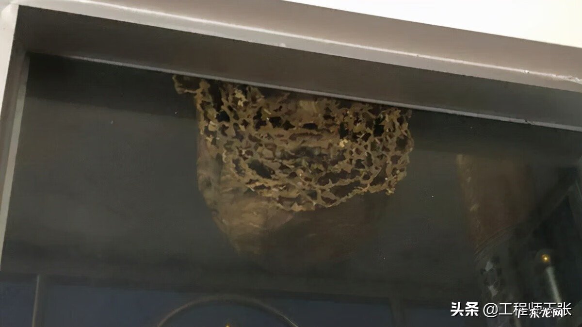 黄蜂建窝与风水的关系 黄蜂地村风水