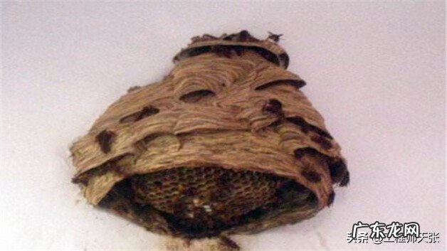 黄蜂建窝与风水的关系 黄蜂地村风水