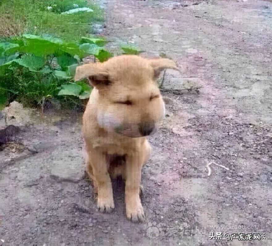 黄蜂建窝与风水的关系 黄蜂地村风水