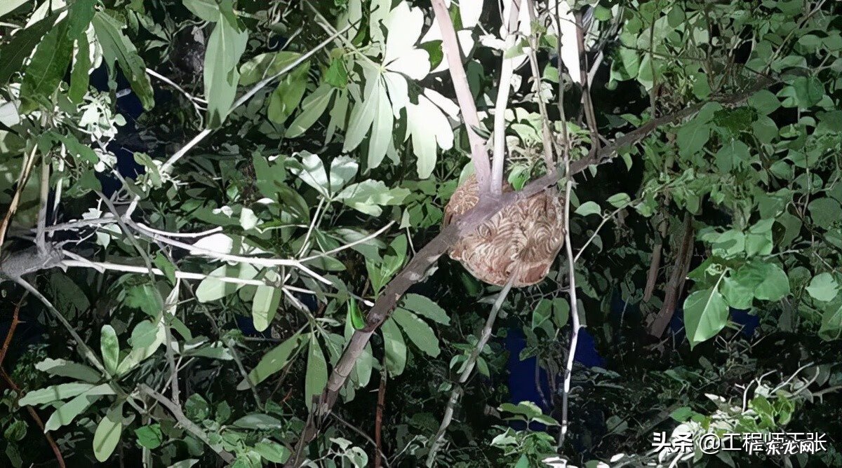 黄蜂建窝与风水的关系 黄蜂地村风水