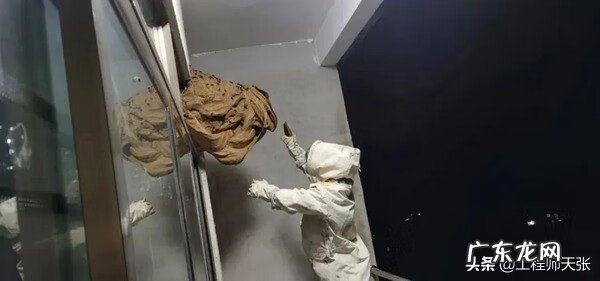 黄蜂建窝与风水的关系 黄蜂地村风水