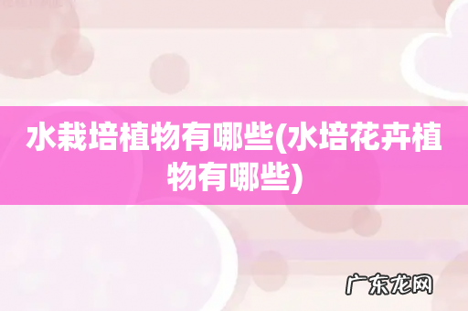 水培花卉植物有哪些 水栽培植物有哪些