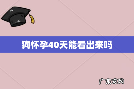 狗怀孕40天能看出来吗