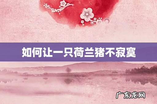 如何让一只荷兰猪不寂寞