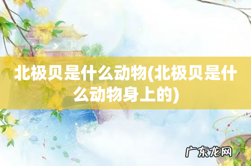 北极贝是什么动物身上的 北极贝是什么动物