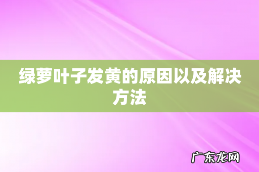 绿萝叶子发黄的原因以及解决方法