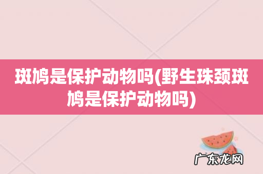 野生珠颈斑鸠是保护动物吗 斑鸠是保护动物吗