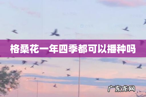 格桑花一年四季都可以播种吗