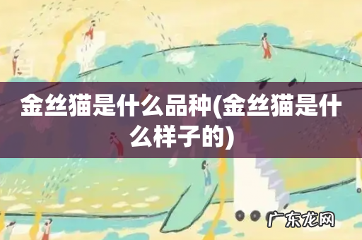 金丝猫是什么样子的 金丝猫是什么品种