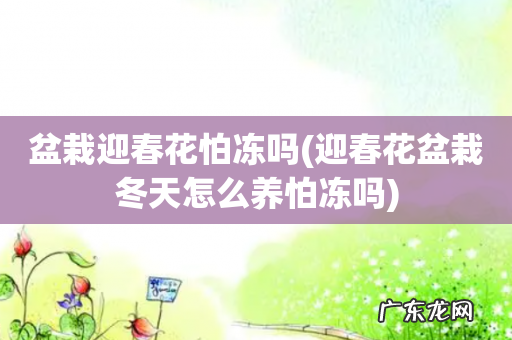 迎春花盆栽冬天怎么养怕冻吗 盆栽迎春花怕冻吗