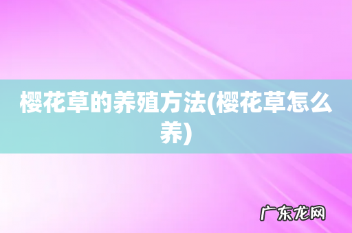 樱花草怎么养 樱花草的养殖方法