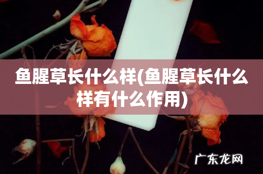 鱼腥草长什么样有什么作用 鱼腥草长什么样