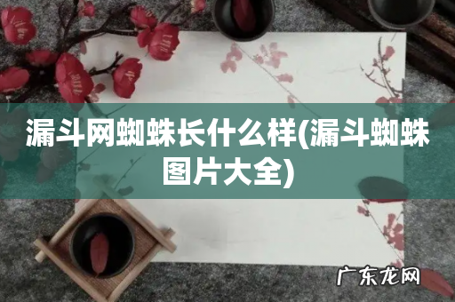 漏斗蜘蛛图片大全 漏斗网蜘蛛长什么样