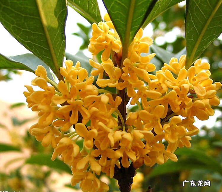 农村门前种什么树风水最好 门前种树的风水