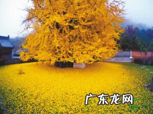 农村门前种什么树风水最好 门前种树的风水