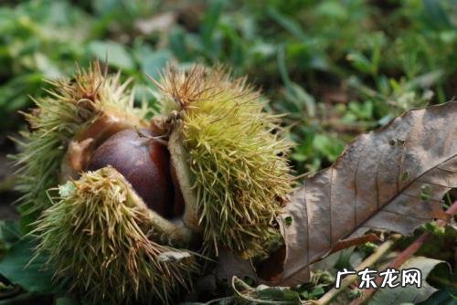 农村门前种什么树风水最好 门前种树的风水