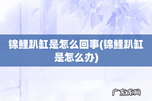 锦鲤趴缸是怎么办 锦鲤趴缸是怎么回事
