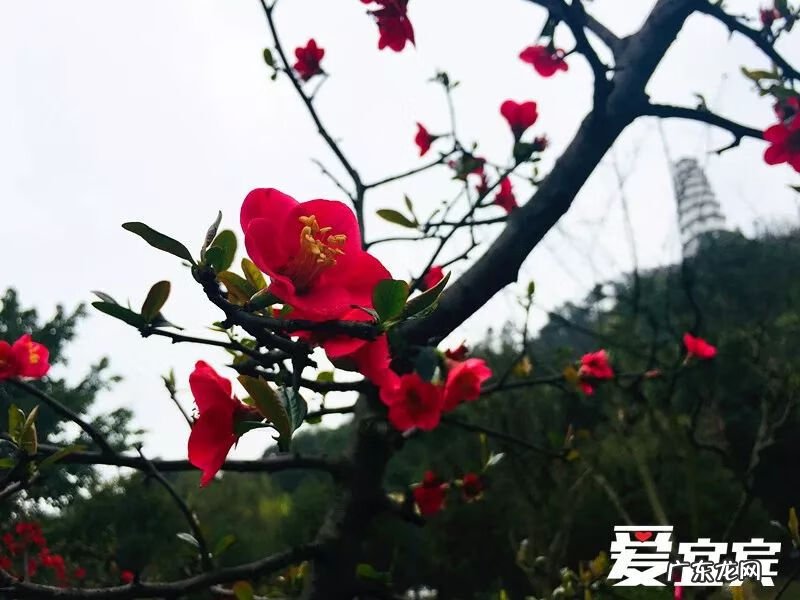 白塔山图片 高县白塔历史