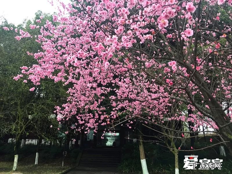 白塔山图片 高县白塔历史