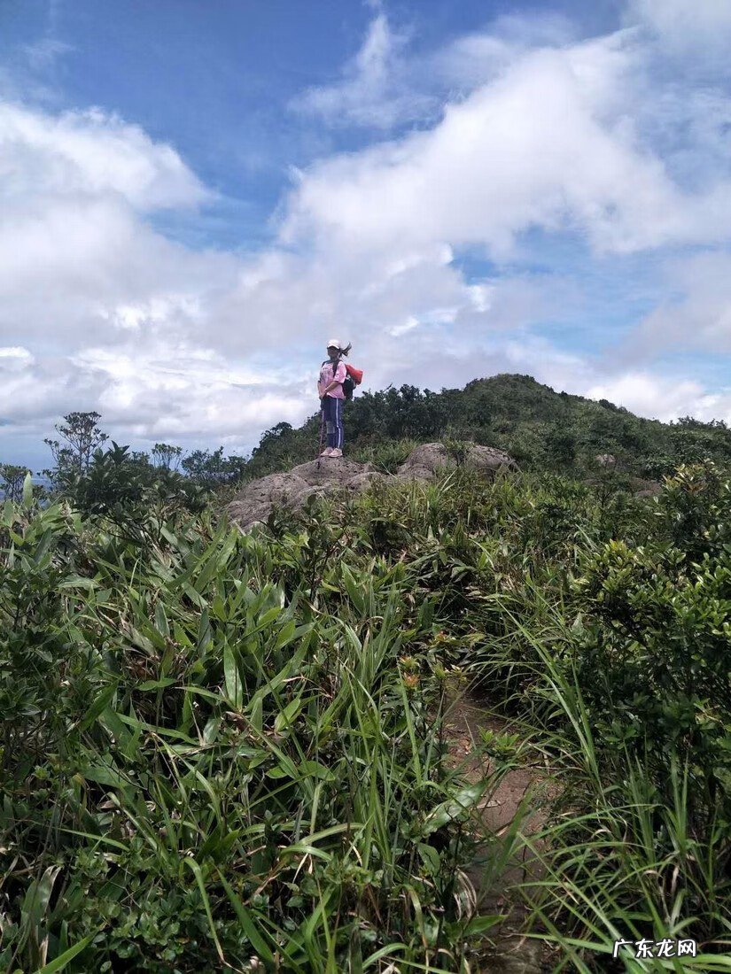 禾雀花有毒吗 关于禾雀花的风水