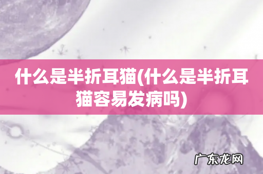 什么是半折耳猫容易发病吗 什么是半折耳猫